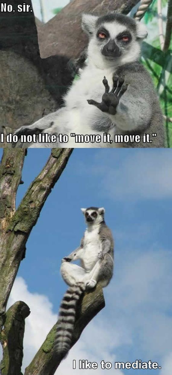 funny-lemur-Madagascar-I-like-to-move-it
