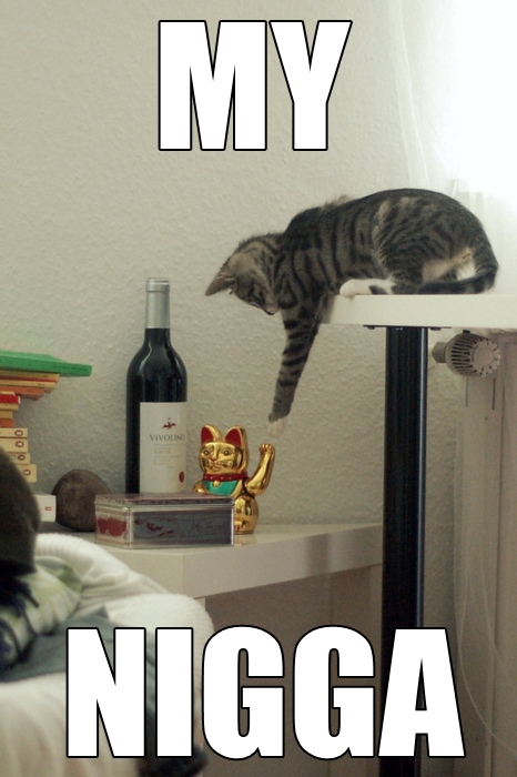 my-nigga-cat-cats-kitten-kitty-pic-picture-funny-lolcat-cute-fun-lovely-photo-images[1]