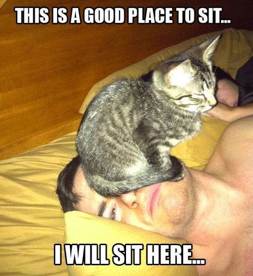 this-is-a-good-place-to-sit-funny-lolcat-cute-fun-lovely[1]