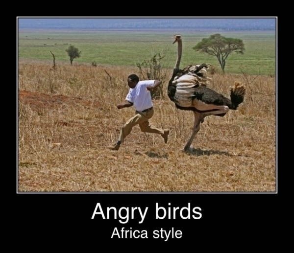 ANGRY BIRDS :-)