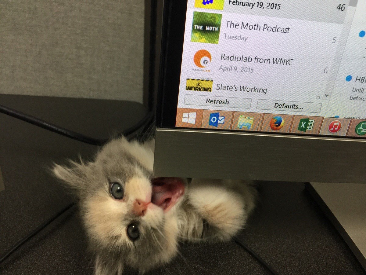 11154853_951699698197987_6335122976812266493_o[1]