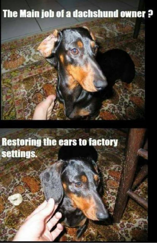 funny dog pictures