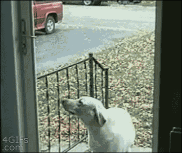 awesome dog GIF