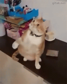 funny cat GIFs