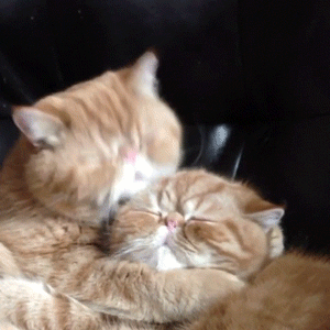 awesome funy cat GIF