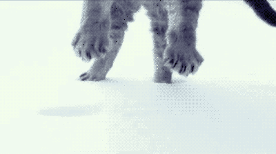 awesome cat GIF