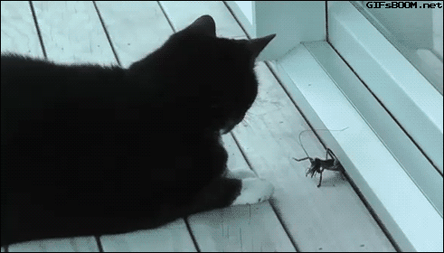 awesome funny GIF