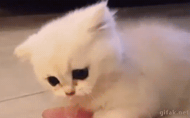 funny cat GIF