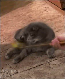 funny cat GIF