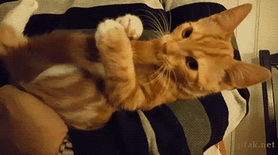 awesome cat GIFs
