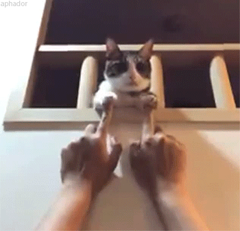 funny cat GIF