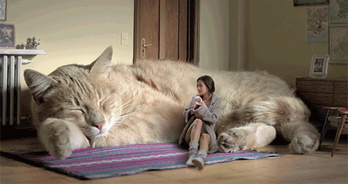 funny cat GIFs