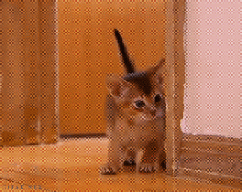 funny cat GIF