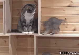 funny cat gif