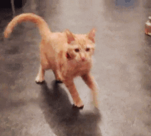 awesome funy cat GIF