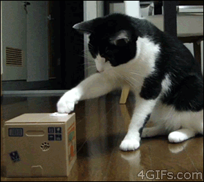 funny cat GIF