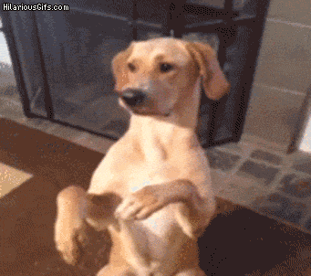 funny dog GIFs