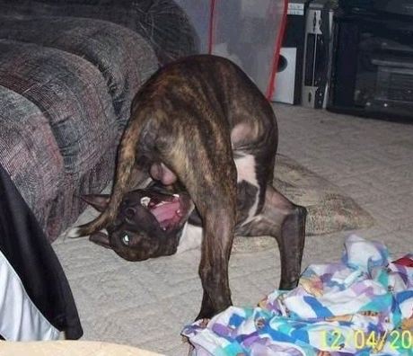 animale haioase amuzante traznite