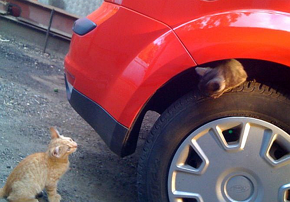 animale haioase, imagini amuzante, imagini animale