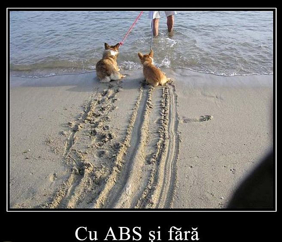 animale haioase, poze amuzante, poze animale