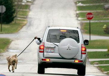 animale haioase, poze amuzante, fail