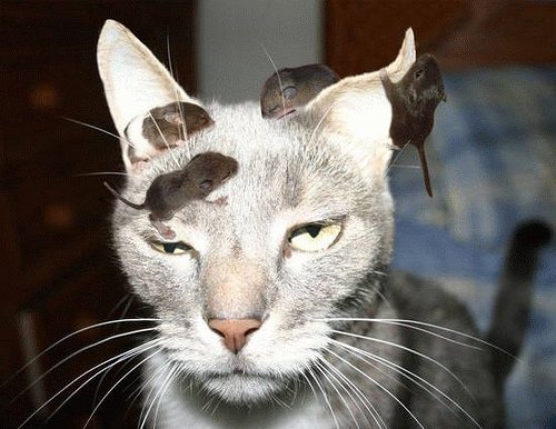 animale haioase, animale amuzante, imagini amuzante