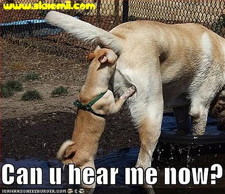 imagini amuzante haioase catei