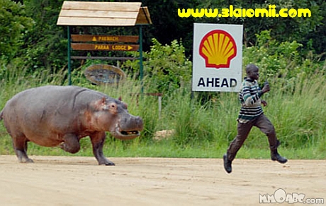 imagini haioase amuzante alergarea hipopotam