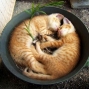 imagini haioase amuzante loc pentru dormit animale