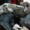 imagini haioase amuzante loc pentru dormit animale