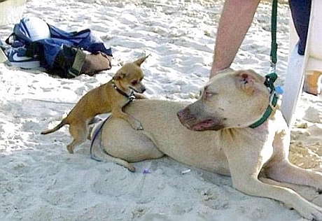 imagini haioase amuzante misiune imposibila