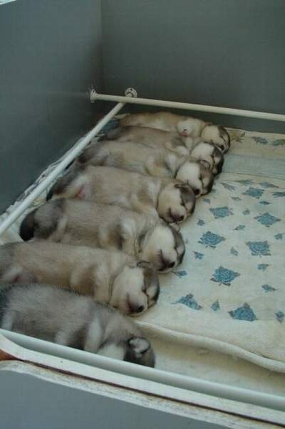 ordine si disciplina