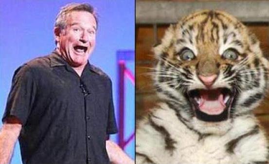 asemanarea intre staruri si animale. animale haioase, animale amuzante