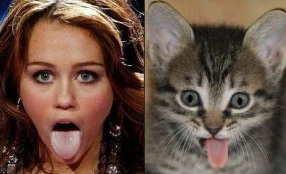 asemanarea intre staruri si animale. animale haioase, animale amuzante