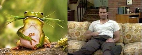 asemanarea intre staruri si animale. animale haioase, animale amuzante